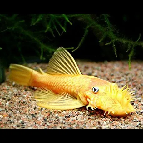 Ancistrus