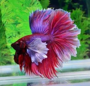 Betta