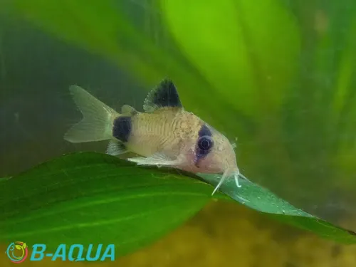 Corydoras