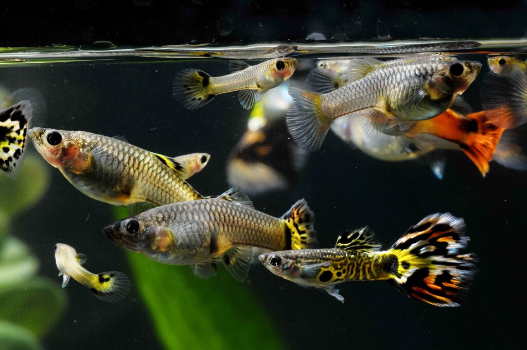 guppy