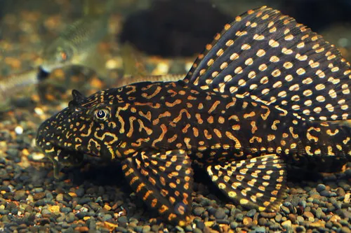 Pleco