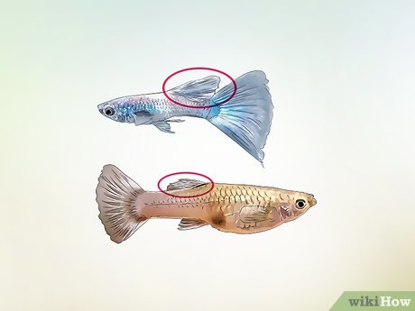 v4-460px-Identify-Male-and-Female-Guppies-Step-5-Version-4